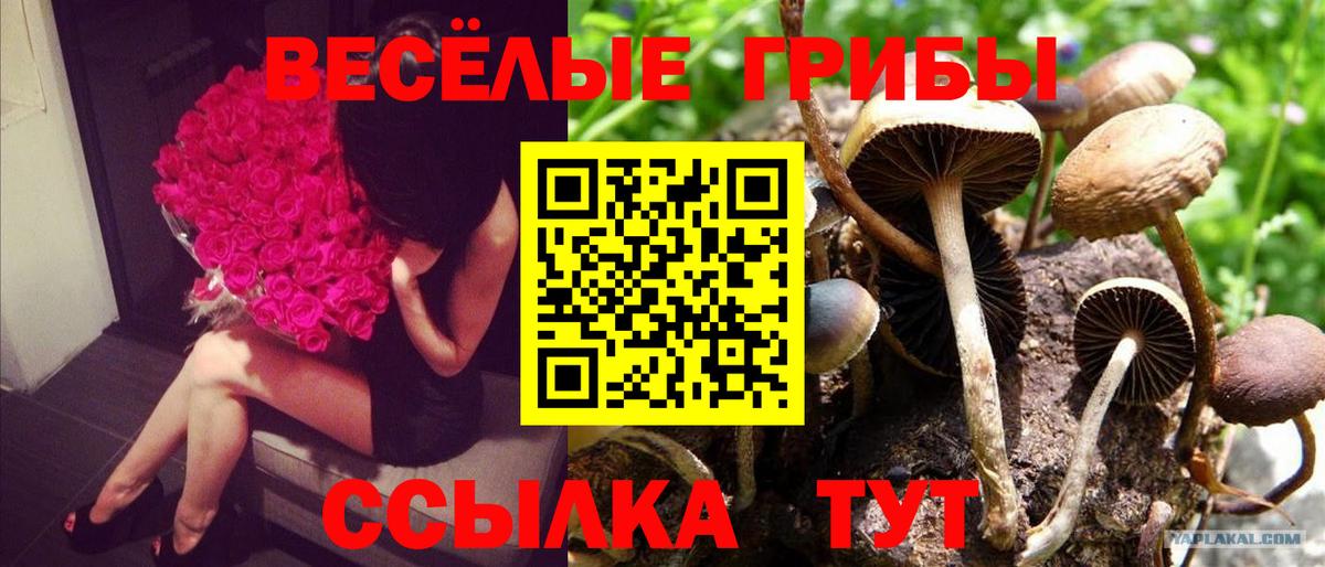 Псилоцибиновые грибы мицелий Грязи